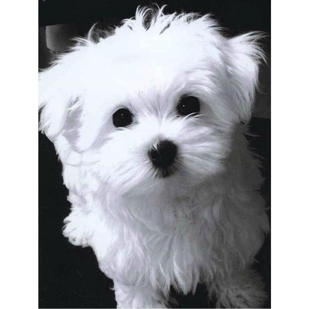 Diamond Mosaic wihte dog Diamond Embroidery Animal 5d diy Diamond Painting home decor 20X30CM
