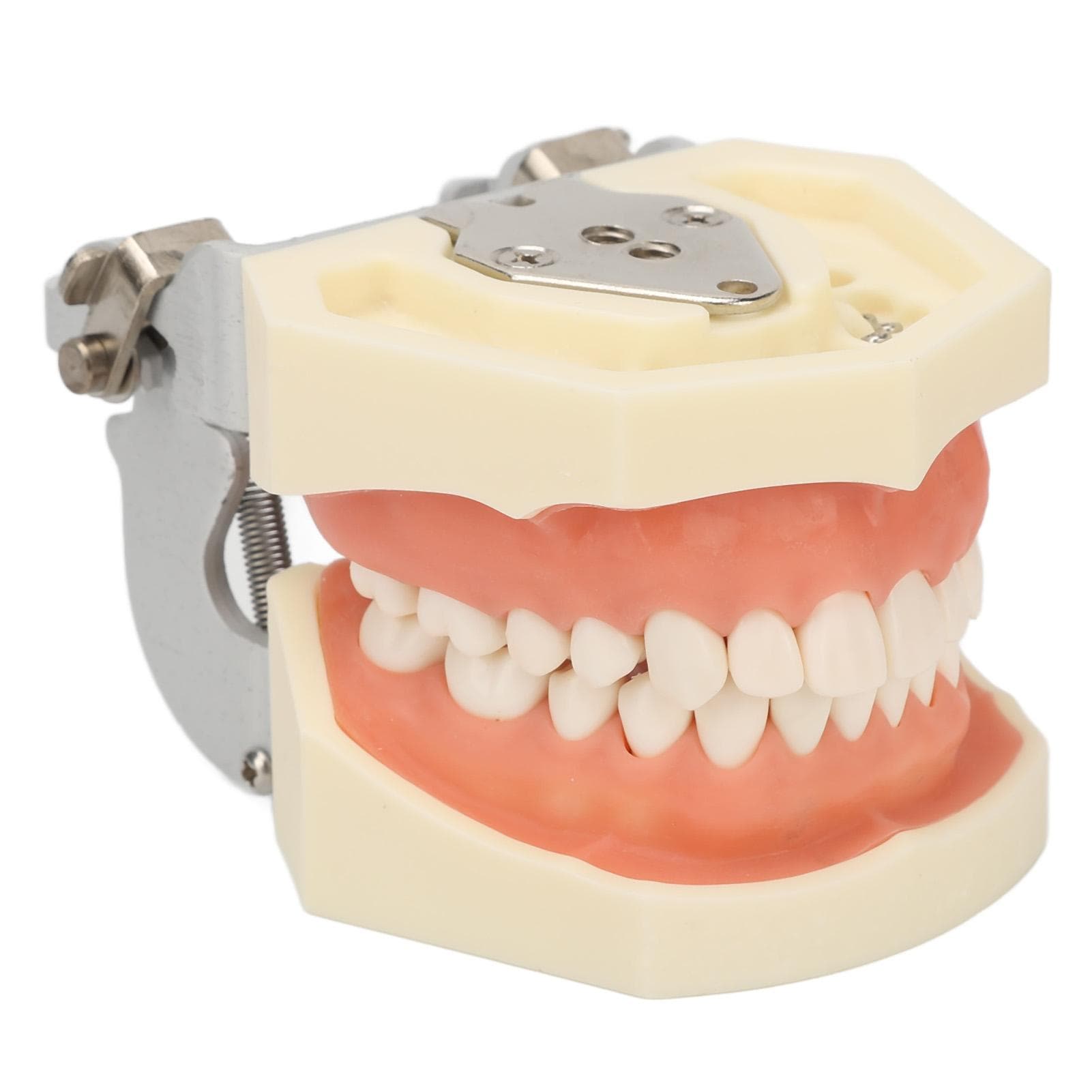 Maxillary Cyst Dental Model 28 Teeth Soft Gum Cyst Teeth Teaching Model for Practicing Incise