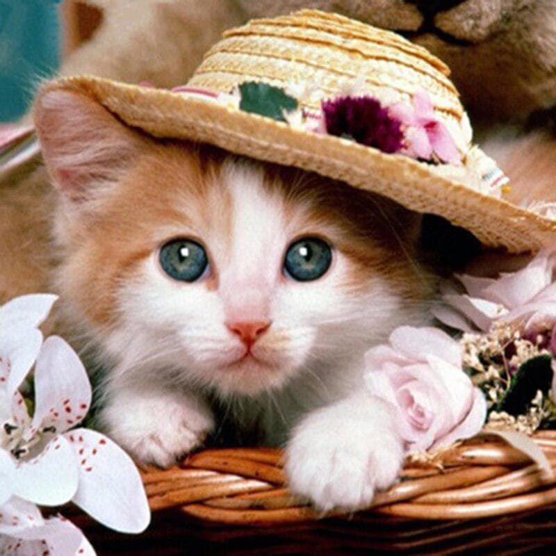 5D DIY Diamond Painting Cat hat flower Full round Drill Diamond Embroidery Cross Stitch 30x30CM
