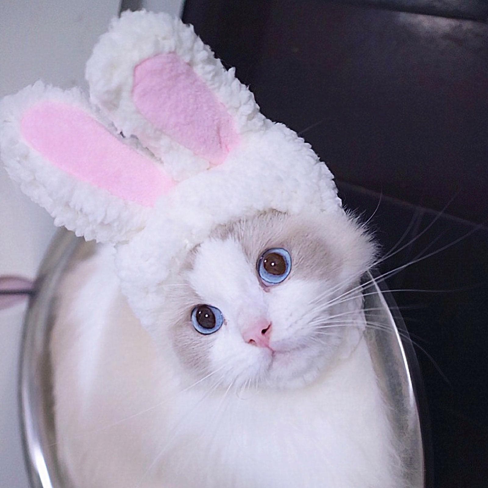 Pet Hat Light Weight Polyester Soft Comfortable Portable Cute Cat Cap for Cats Dogs White Rabbit