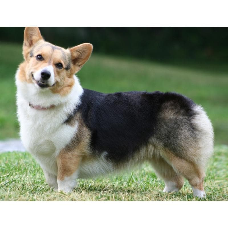 5D Diy Diamond Painting Cross Stitch Corgi Full Round Diamond Embroidery 20X30CM