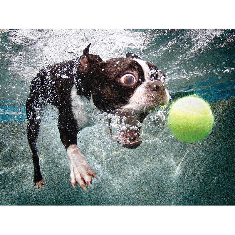 5D DIY Diamond Embroidery Dog and Ball Diamond Painting Cross Stitch Rhinestone Mosaic Decoration 20X30CM