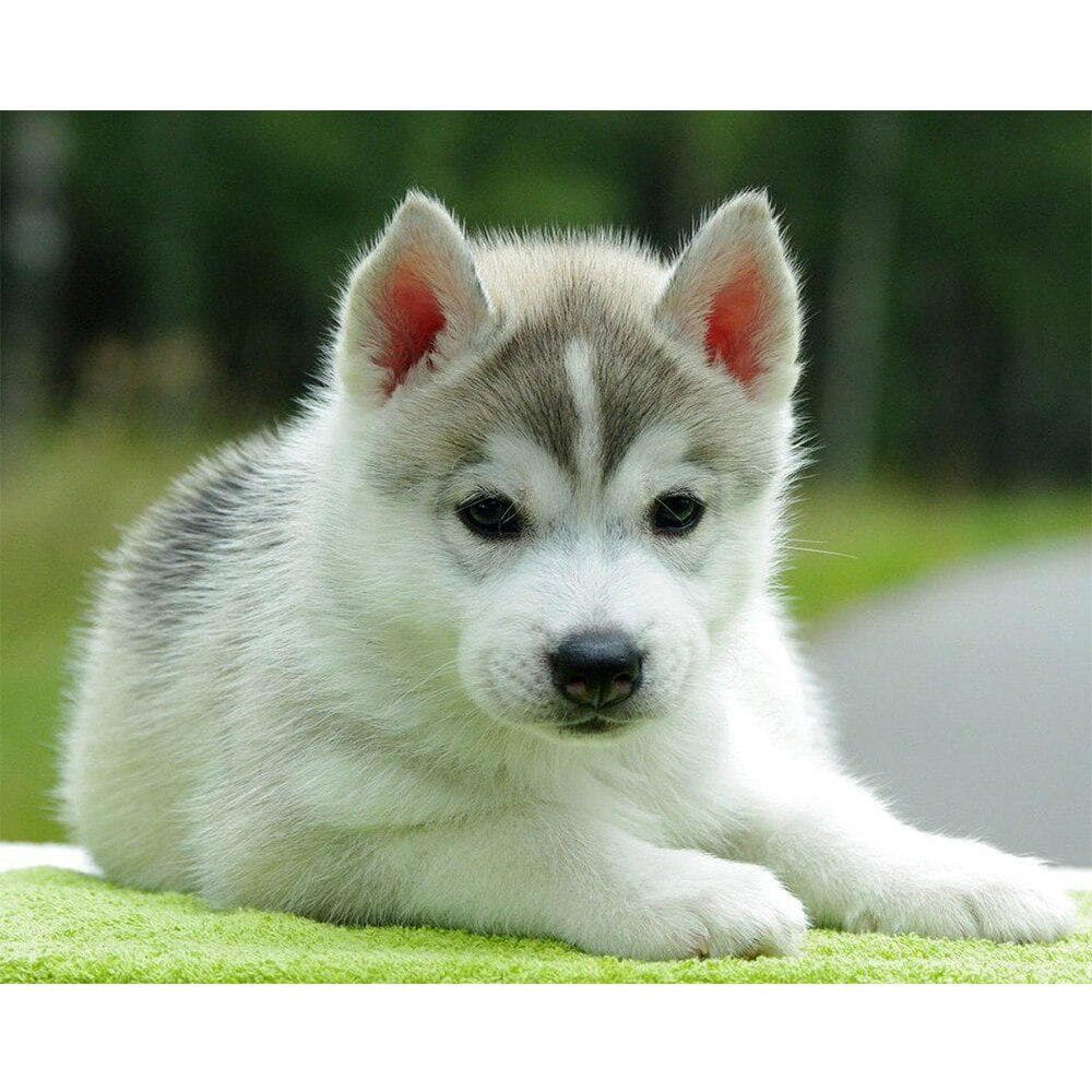 5D Diamond Painting Animal Puppy Diamond Embroidery Full Round Dog Cross Stitch 20X30CM