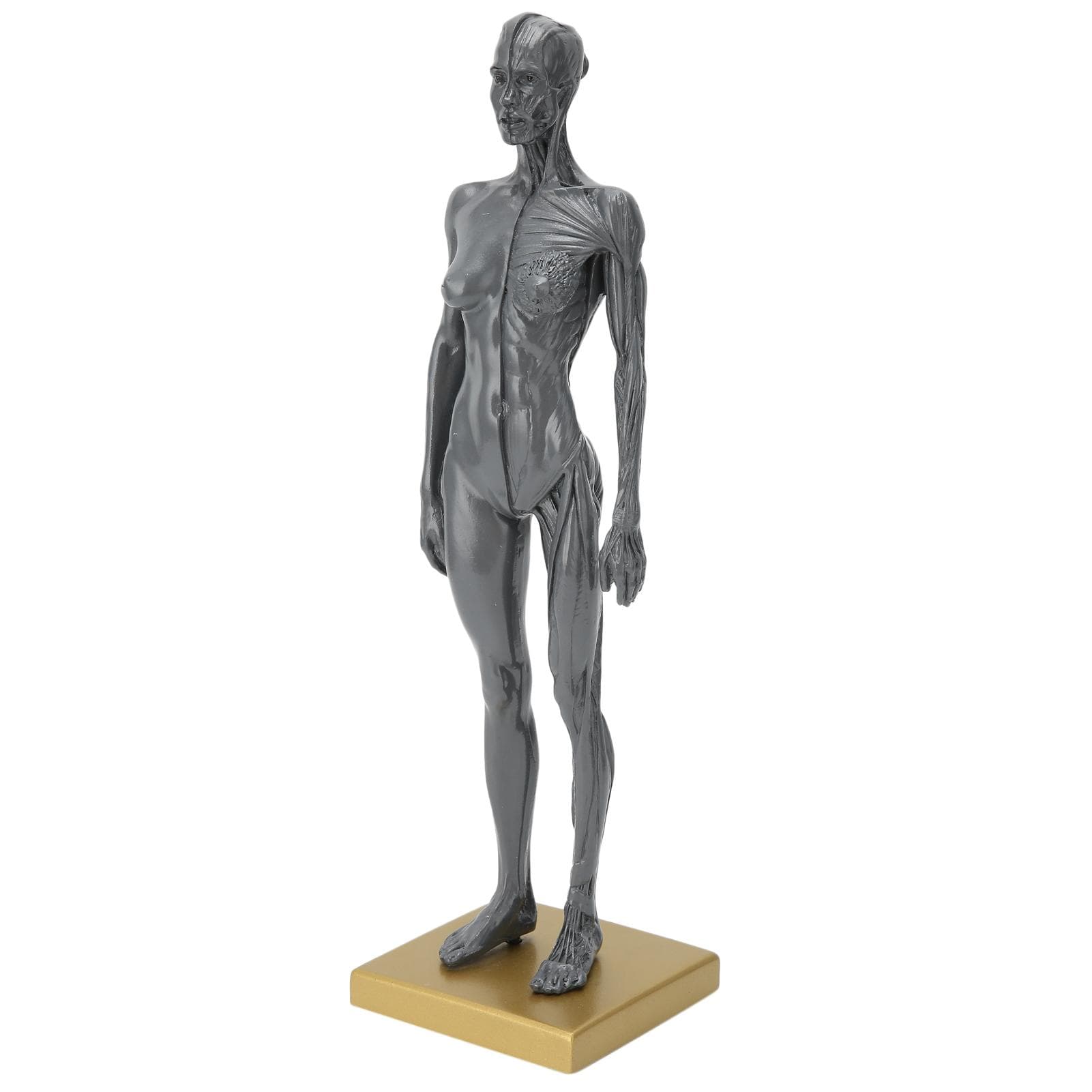 30cm Human Anatomical Model Female Musculoskeletal Structure Sculpture for Teaching