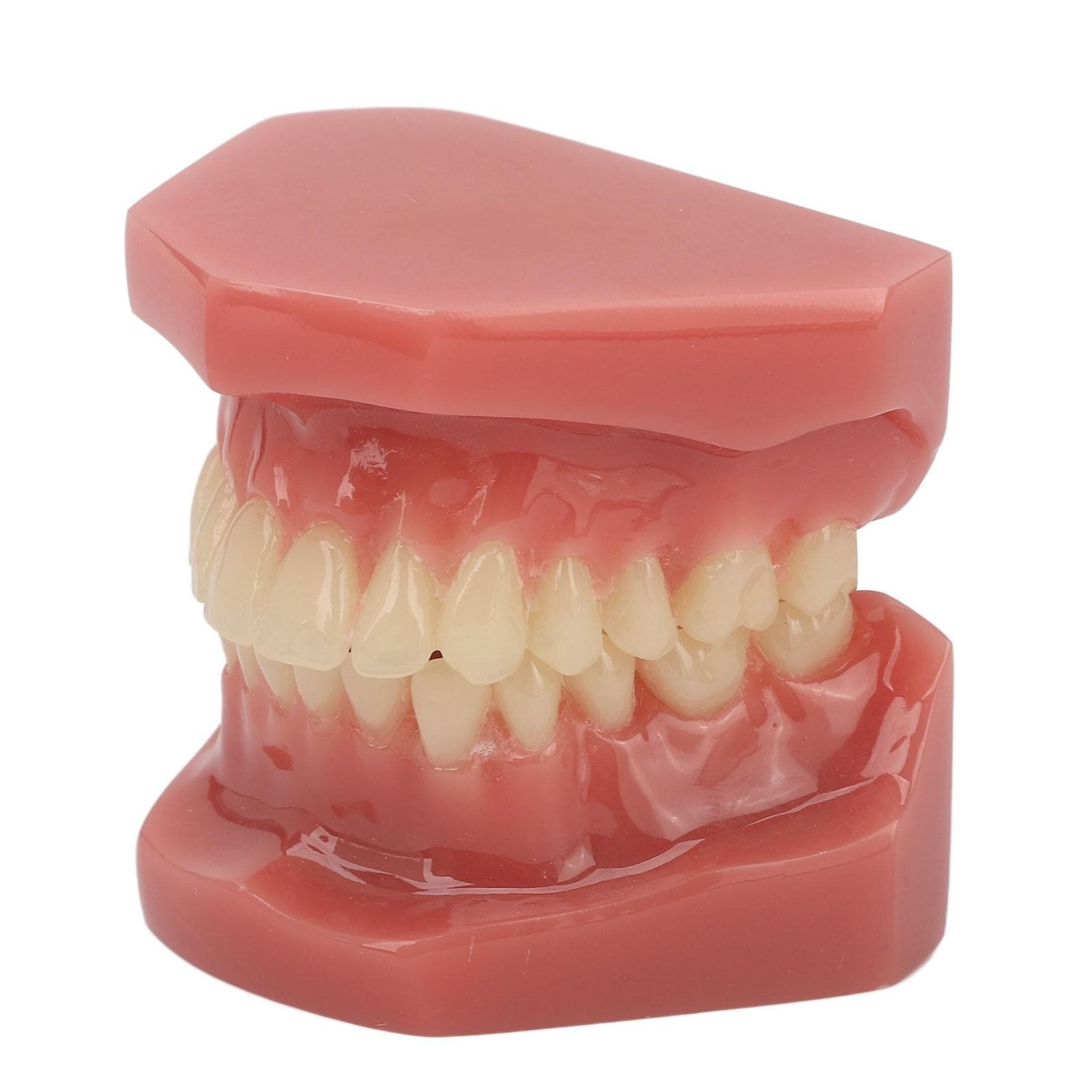 Tooth Model 28 Teeth Dental Orthodontic Model Teaching Study Supplies Dental Demonstration