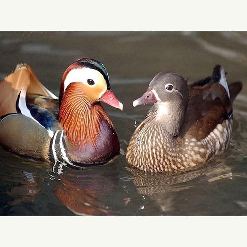Cross Stitch Kit DIY Diamond Embroidery Mandarin Duck Full Round Diamond Painting 20X30CM