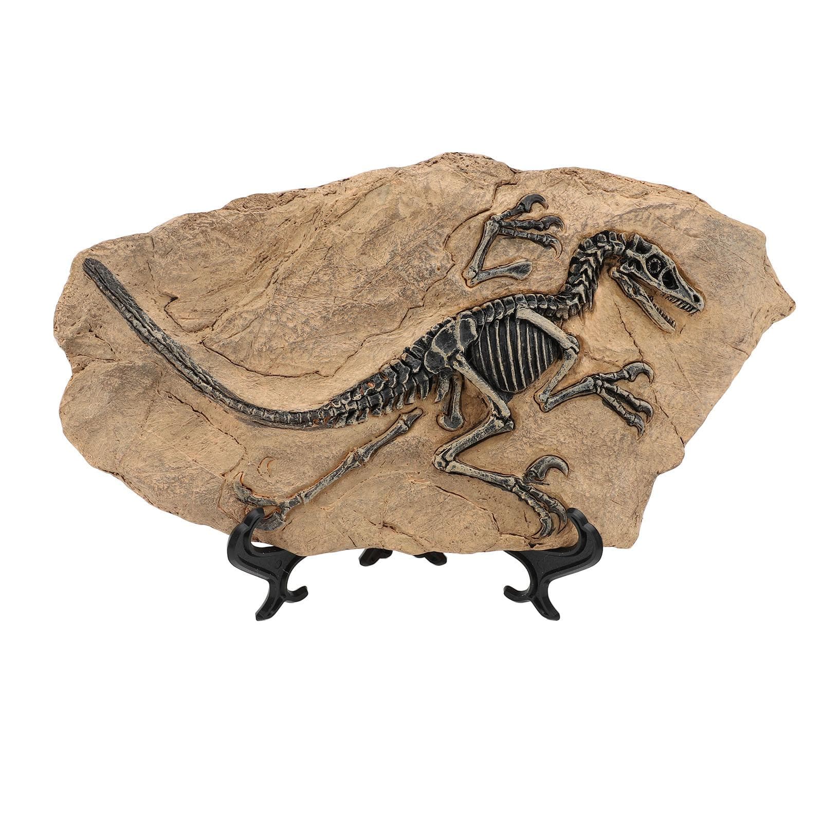 Dinosaur Skeleton Fossil Figure Resin High Simulation Dinosaur Fossil Model Statue for Study Office