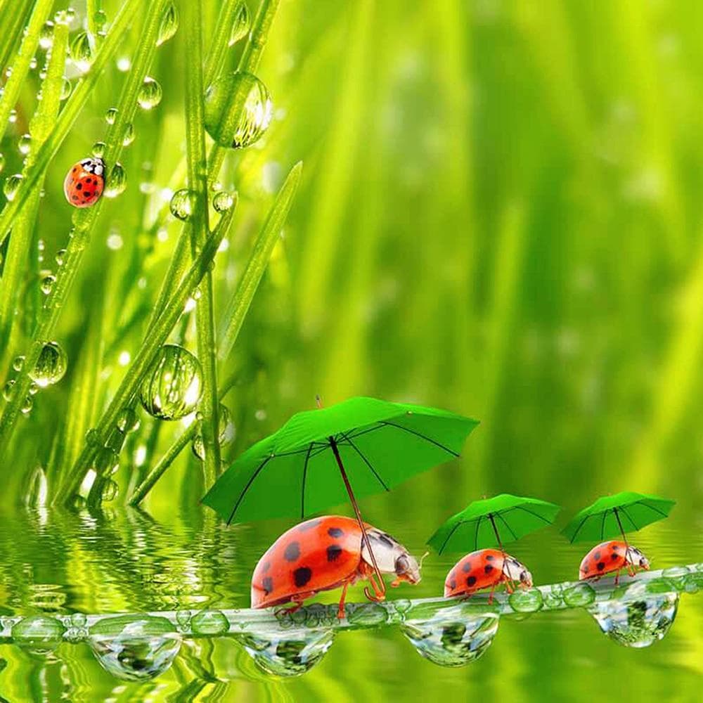 DIY 5D Full Diamond Painting Cross Stitch Painting ladybug Diamond Embroidery Needlework kits 30X30CM