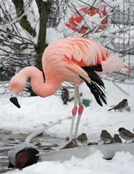 Diamond Painting Flamingo Full Round Diamond Embroidery Cross StitchDecor Home Picture of Rhinestone 20X30CM
