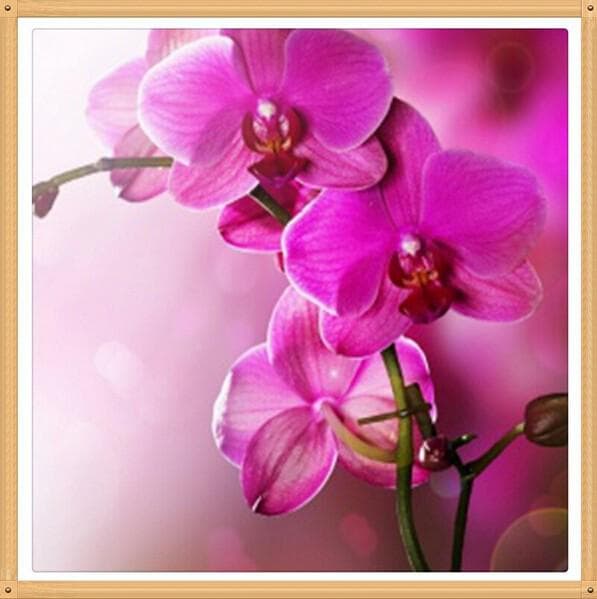 5D Diy Diamond Painting Red Orchid Needlework Diamond Embroidery Diamond Pattern Home Decor 30X30CM