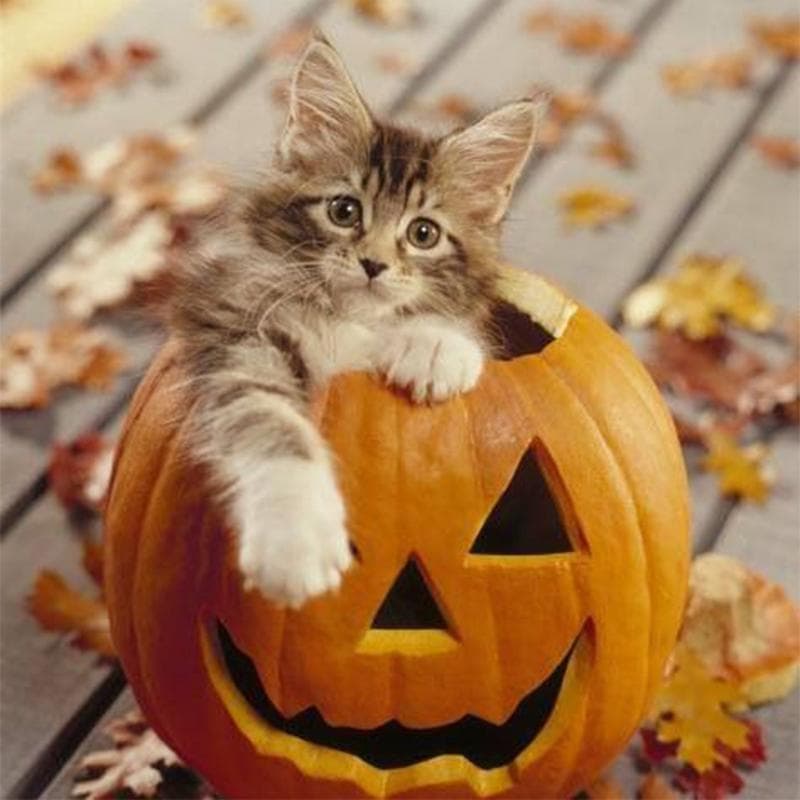 DIY 5D Diamond Painting Cartoon Pumpkin Cat Rhinestone Mosaic Pattern Diamond Embroidery 30x30CM