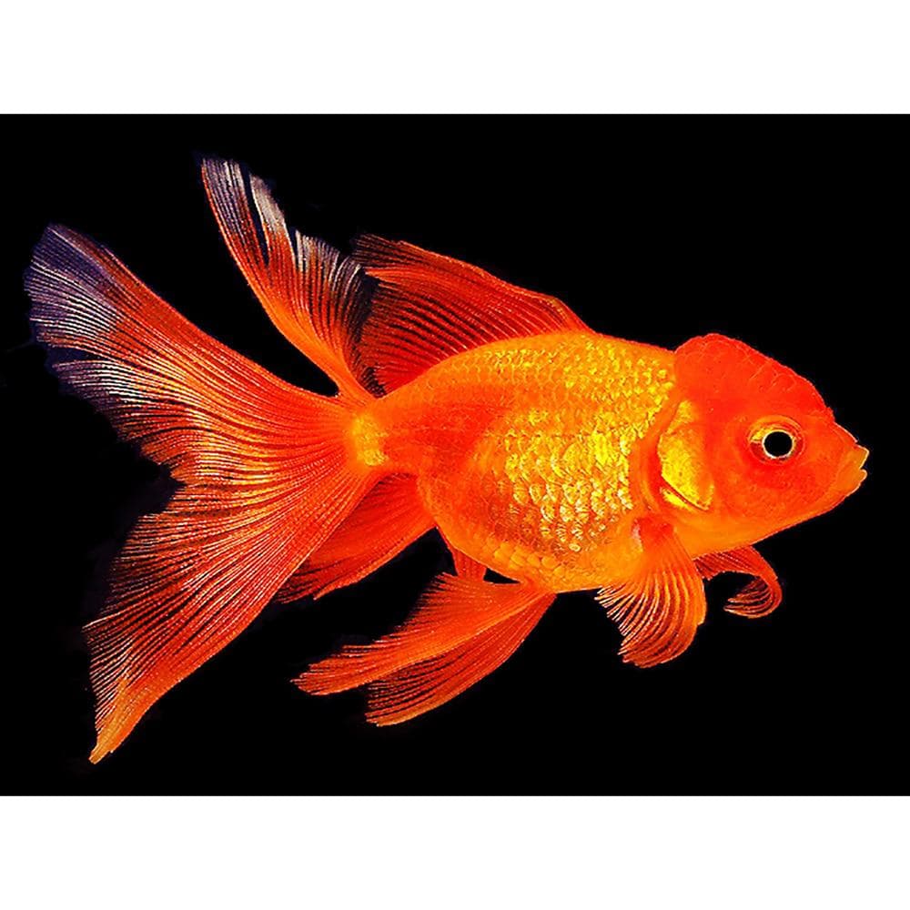 Cross Stitch Kit DIY Diamond Embroidery Goldfish Full Round Diamond Painting Mosaic Home Decor 20X30CM