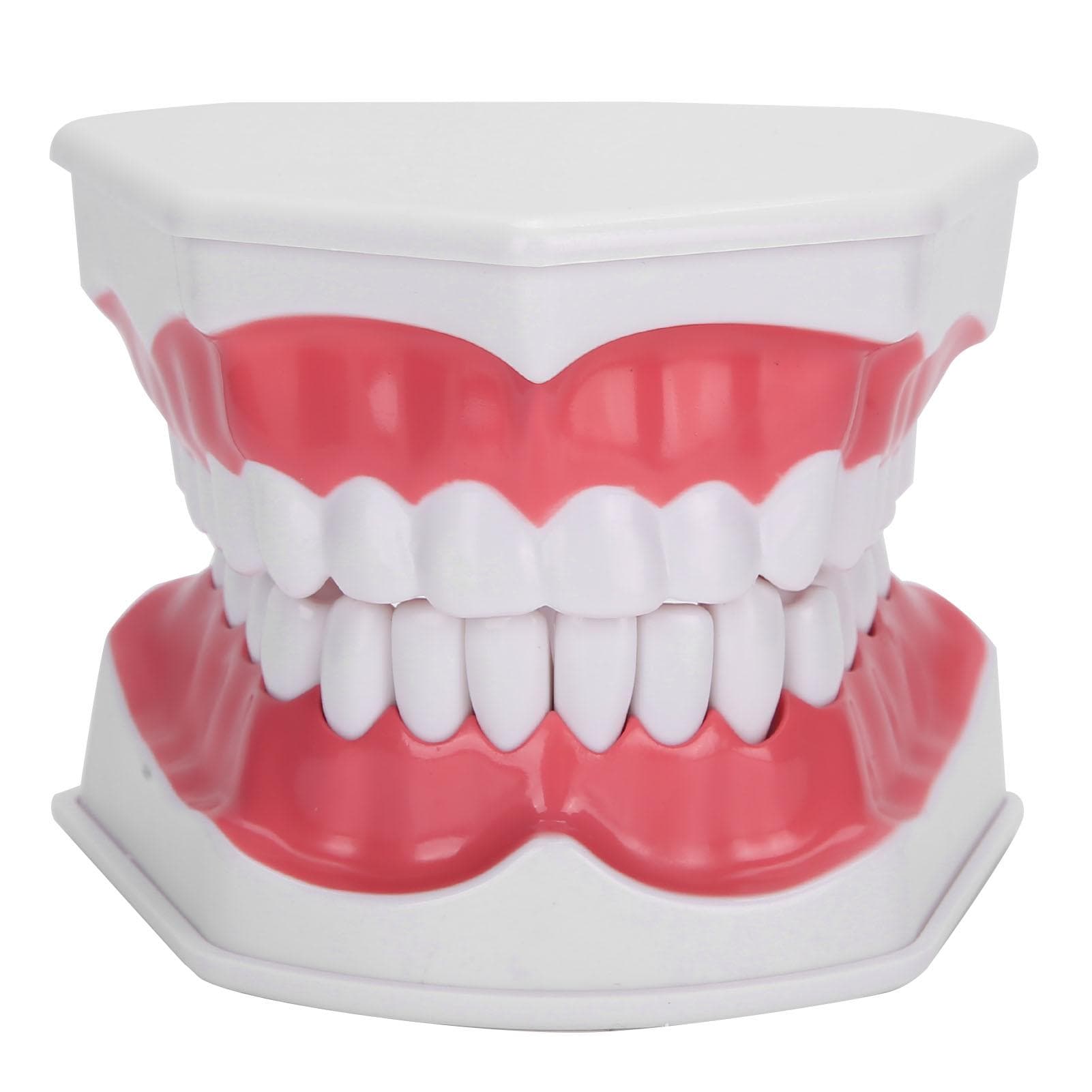 Dental Teaching Teeth Model 2X Magnifying Teeth Model Dentist Teaching Training Tool