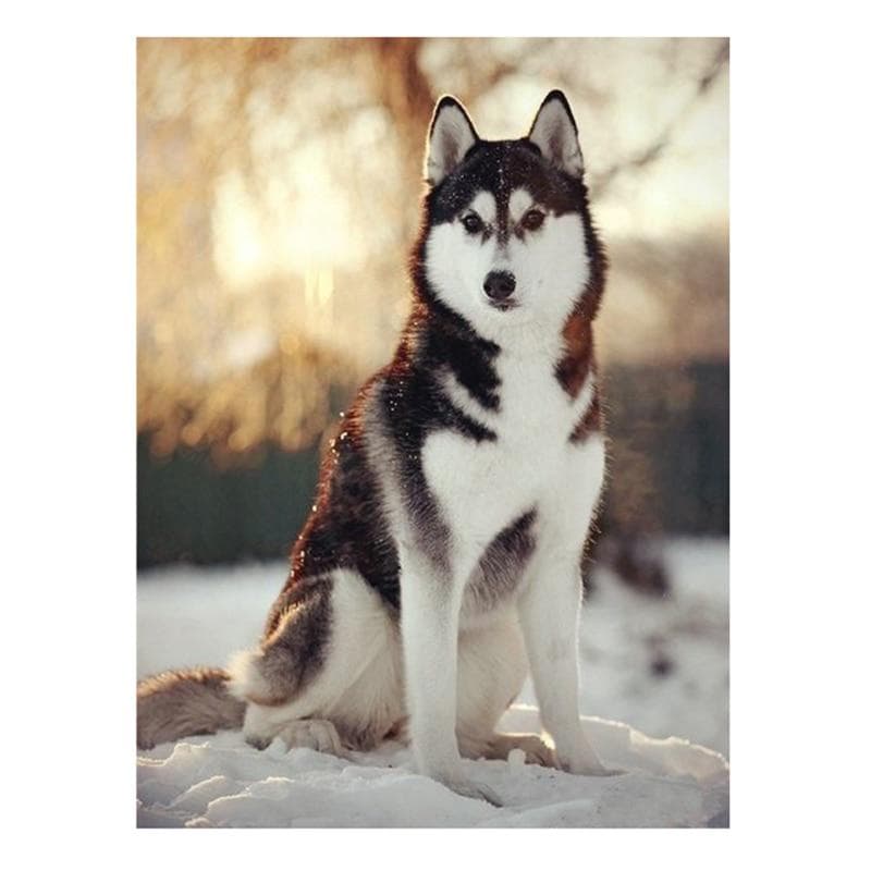 The Diamond Painting By Numbers of Wall Art Husky Dog DIY Wall Pictures for Living Room Decoration 20X30CM