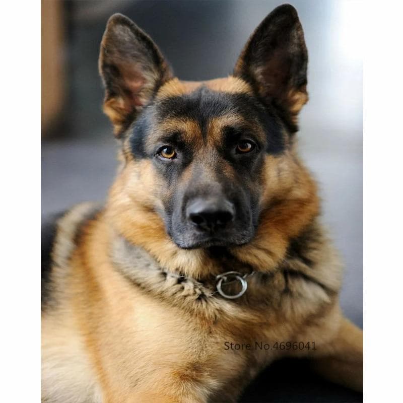 5d Diy Diamond Painting Cross Stitch Round Animals Shepherd Dog Painting Diamond Embroidery Sticker 50X70CM