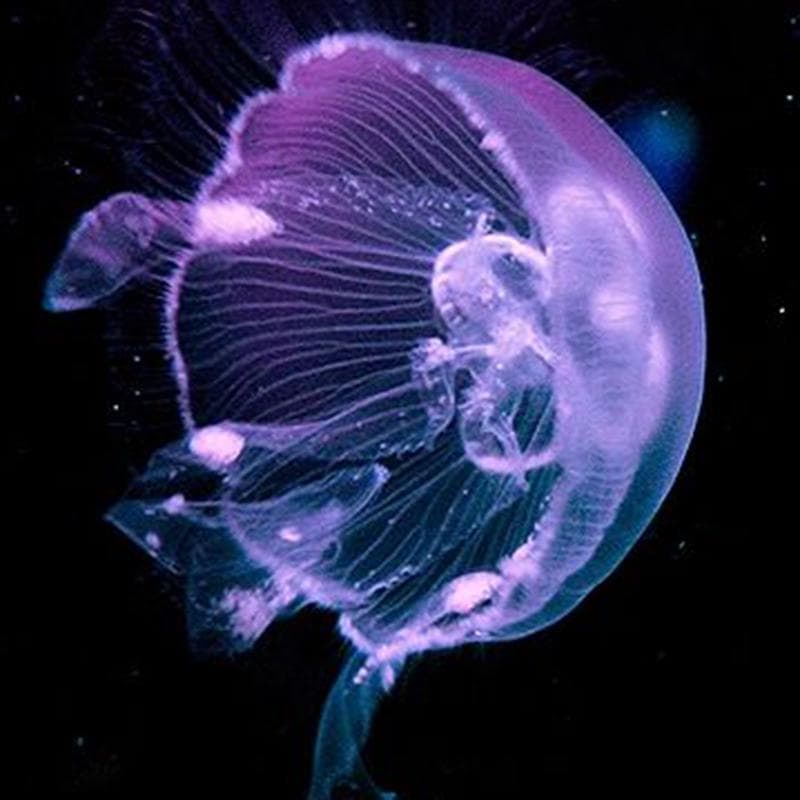 Beautiful Jellyfish Diy Diamond Embroidery Handicrafts Diamond Embroidery Painting Diamond Wall Arts 30x30CM