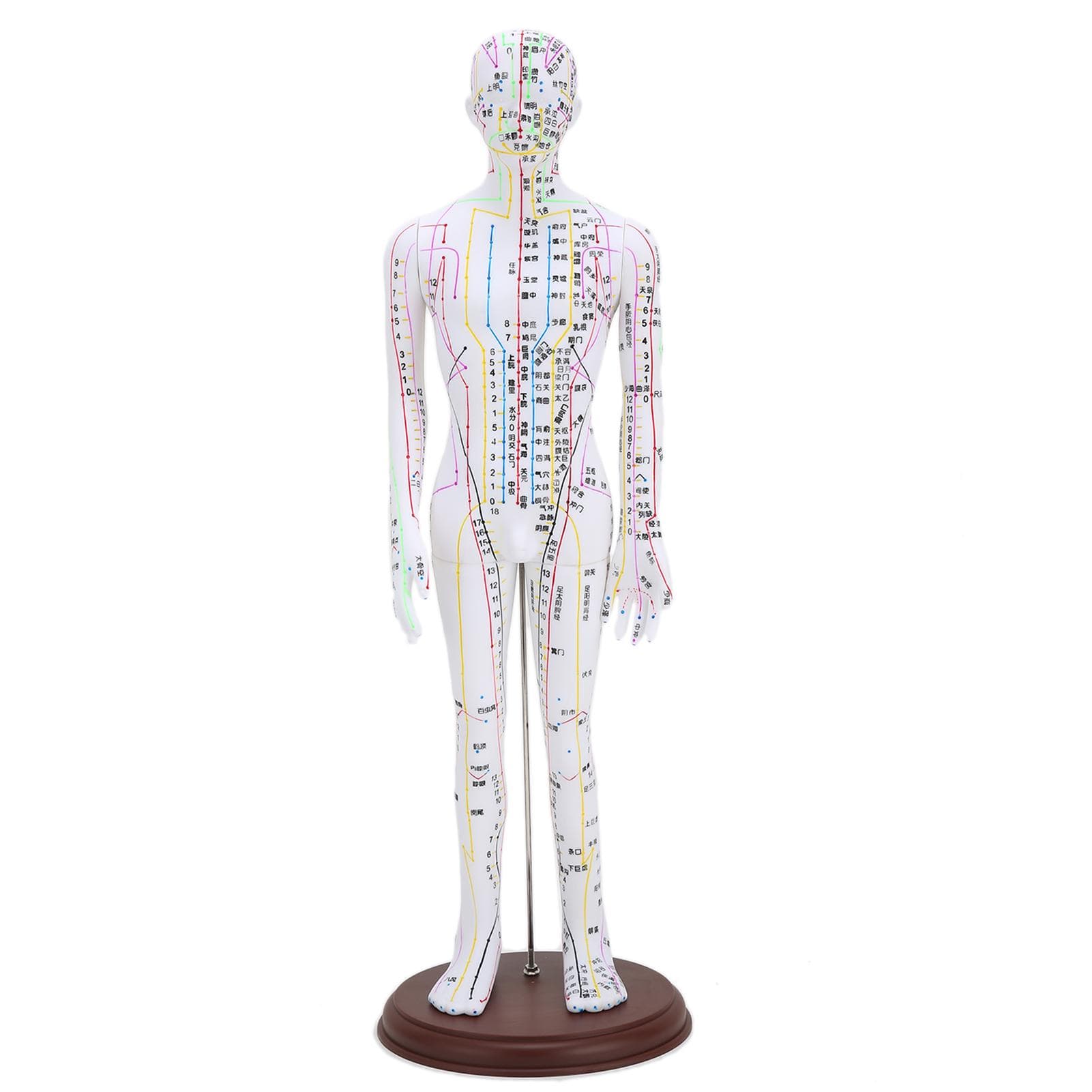 60cm Acupuncture Model Human Acupuncture Meridians Model with Base Acupuncture Needle Set