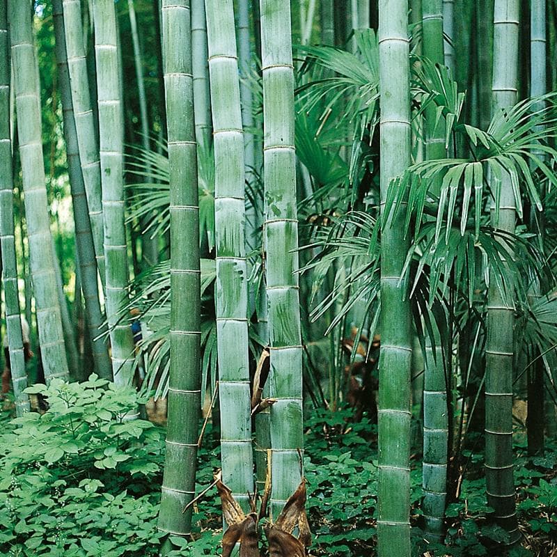 10 SEEDS of Bamboo PHYLLOSTACHYS PUBESCENS-FRESH SEEDS