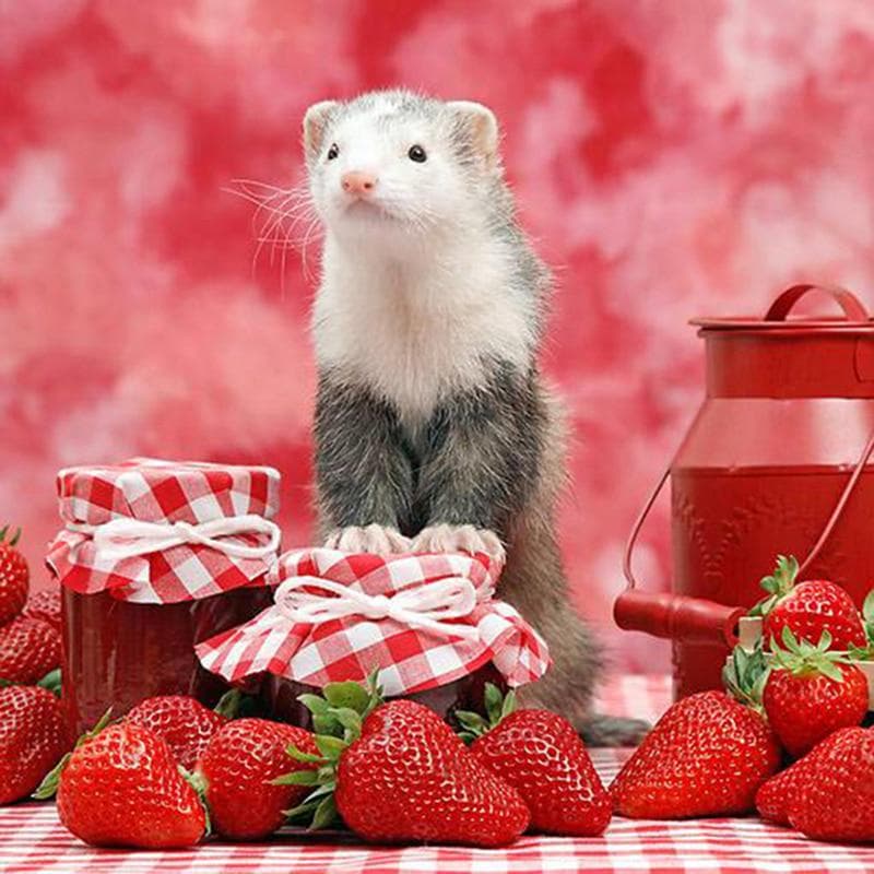 Diamond Painting Handicrafts Embroidery Handicrafts Diamond Embroidery Strawberry Hamster Diamond 30x30CM