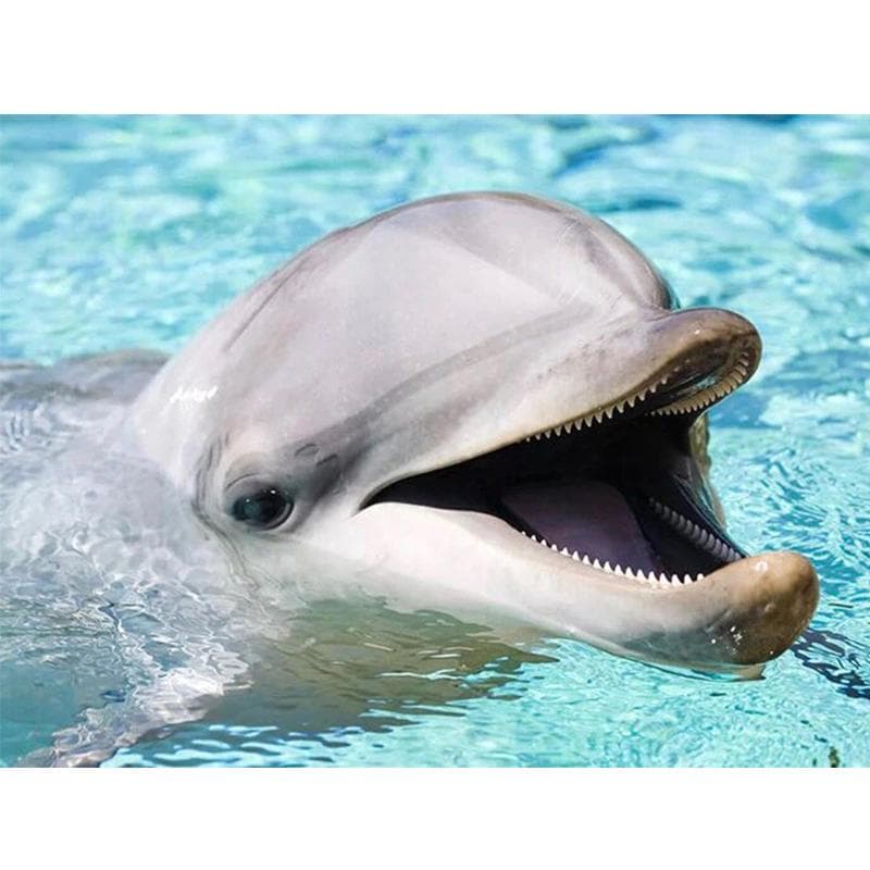 Diamond Painting Dolphin Full Round Diamond Embroidery Animal Pictures Of Rhinestones Home Decor 20X30CM black