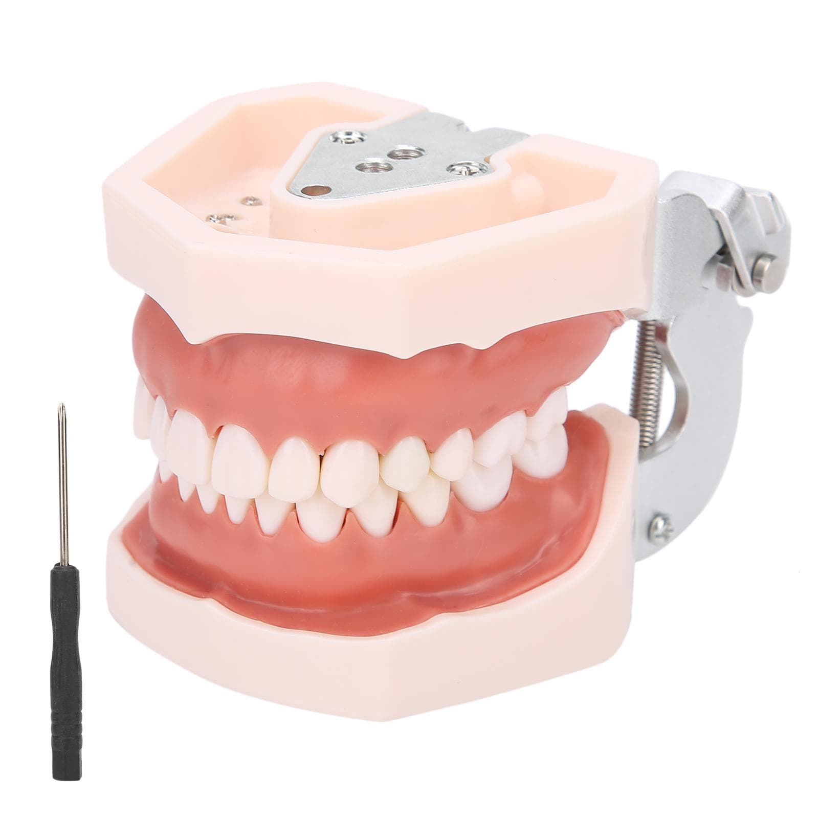Detachable Teeth Model Simulation Dental Teeth Model for Teaching Practice with Screwdriver white