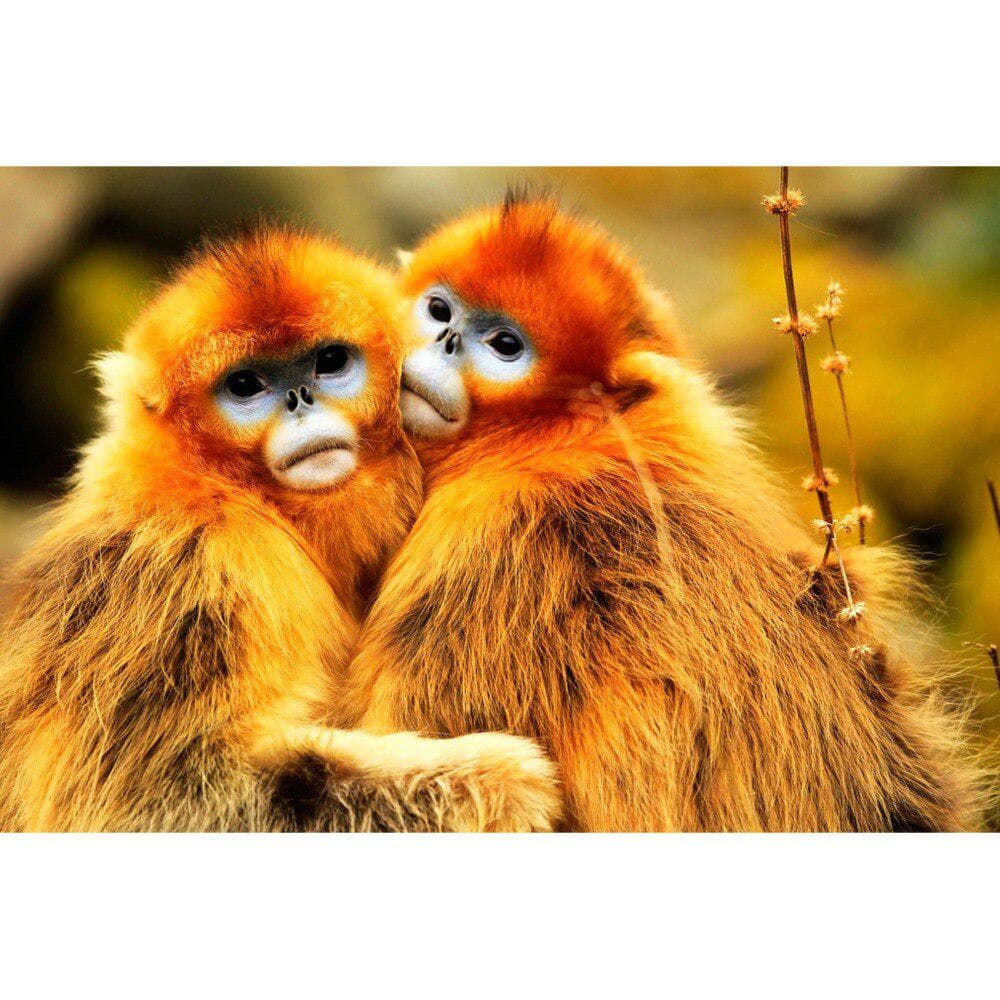 DIY 5D Diamond Embroidery Two lovely monkeys Pattern Diamond Painting Rhinestones Mosaic Cross Stitch Kits Decor 20X30CM