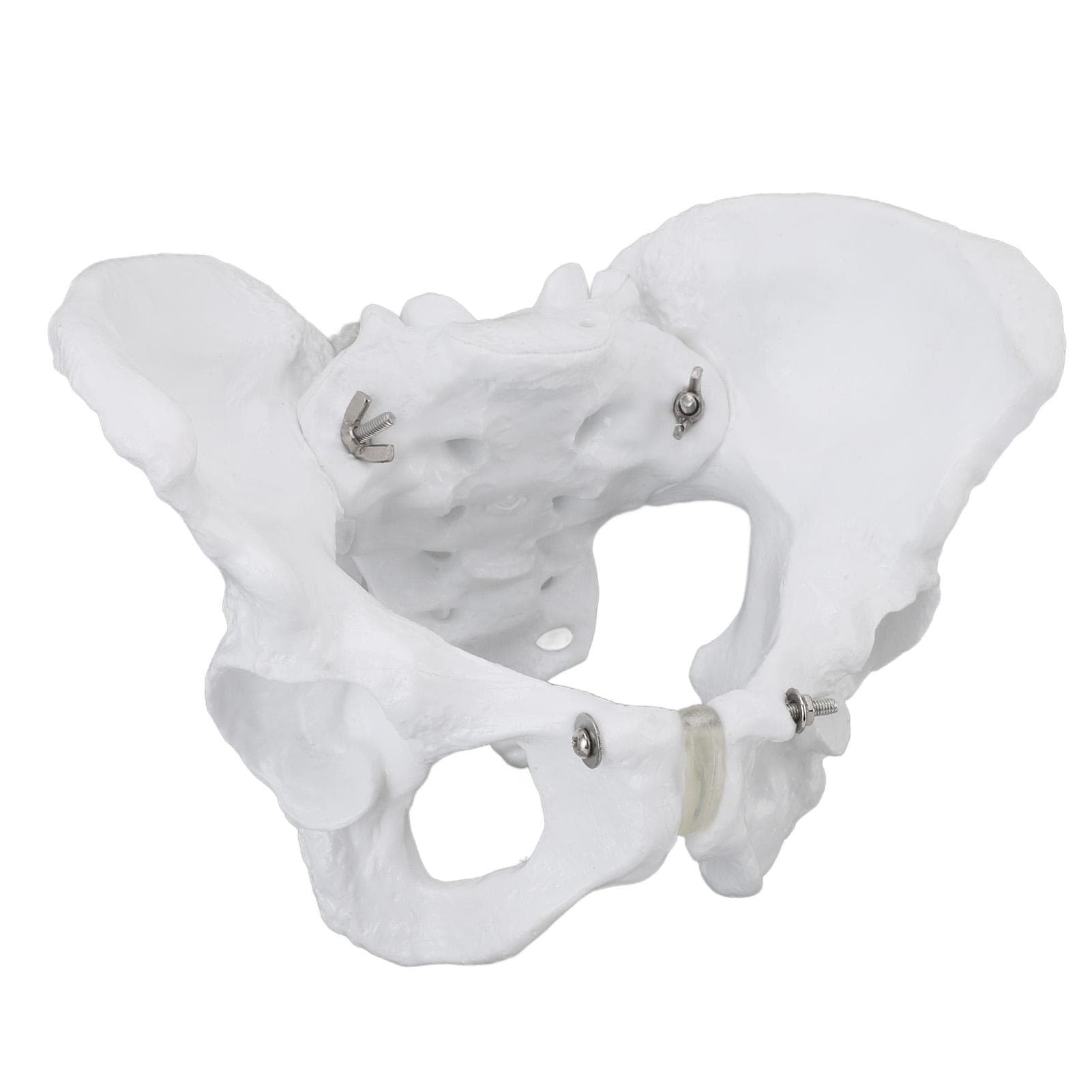 Female Pelvis Model Accurate Simulation Pelvic Skeleton Model for Demonstration Teaching