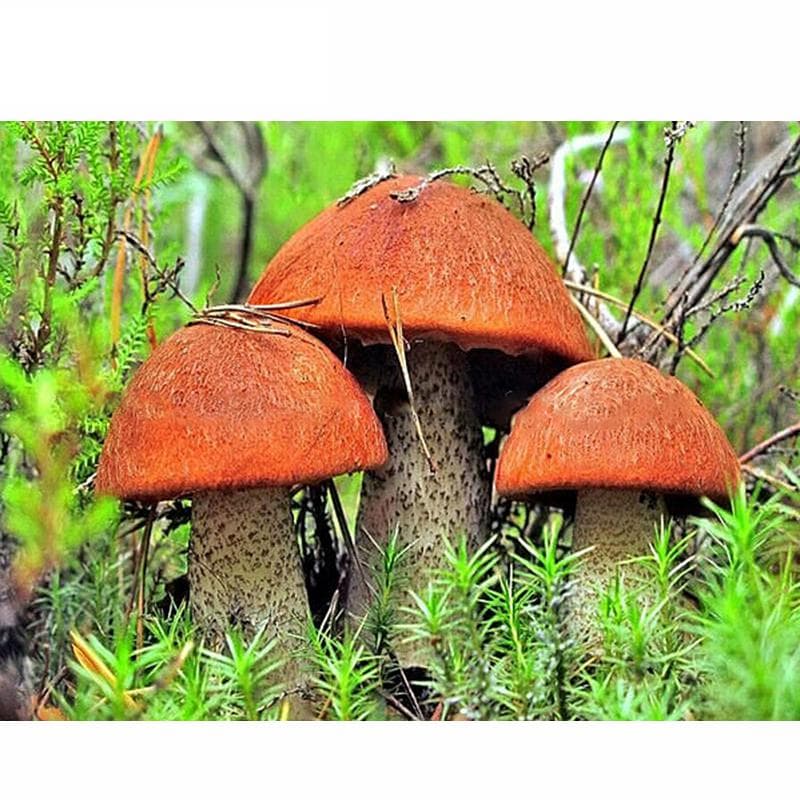 DIY Handmade Crafts Diamond Embroidery Diamond Mushroom Rhinestones Diamond Painting Cross Stitch 20X30CM