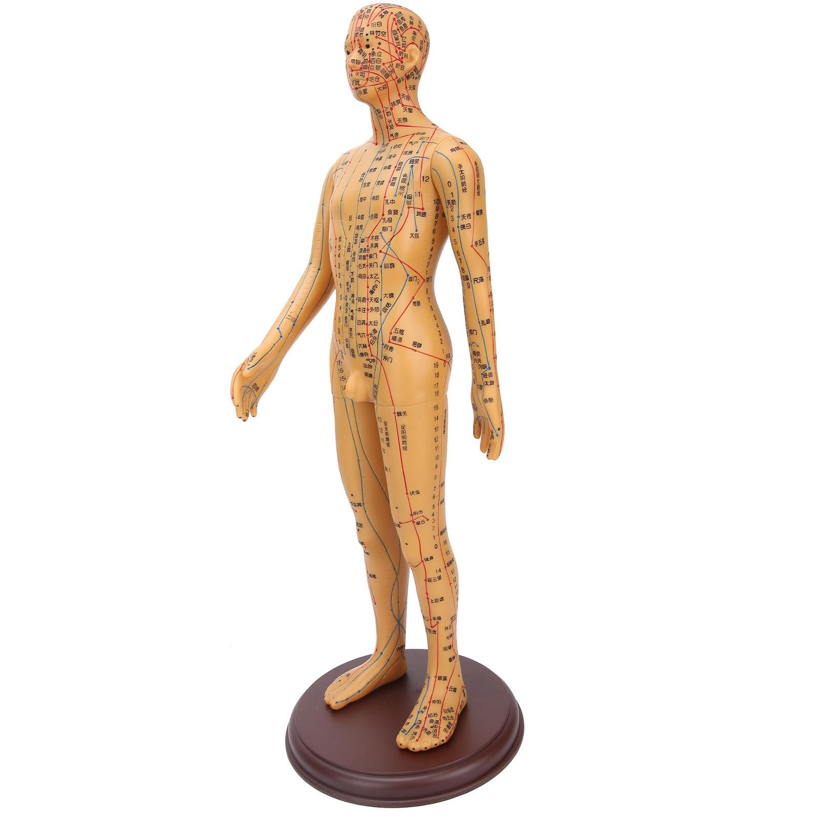 50cm 19.7in Brass Color Acupuncture Body Model Clear Meridians Acupuncture Model