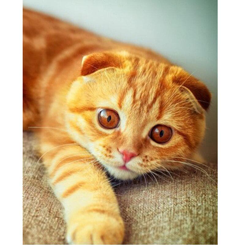 Diamond Embroidery Mosaic Gift 5D Diamond Painting Cross Stitch Cute Orange Cat Diamond Wall Arts 20X30CM