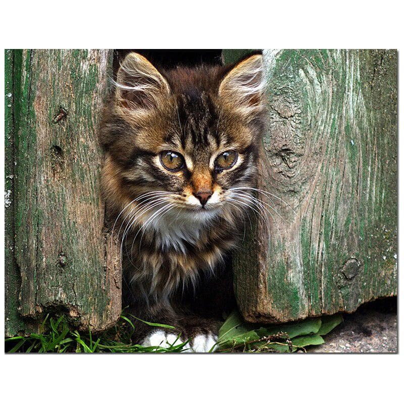 Diamond Painting Cross Stitch Cat Diamond Embroidery Sticker Full Display Animal Mosaic Round Drill 20X30CM