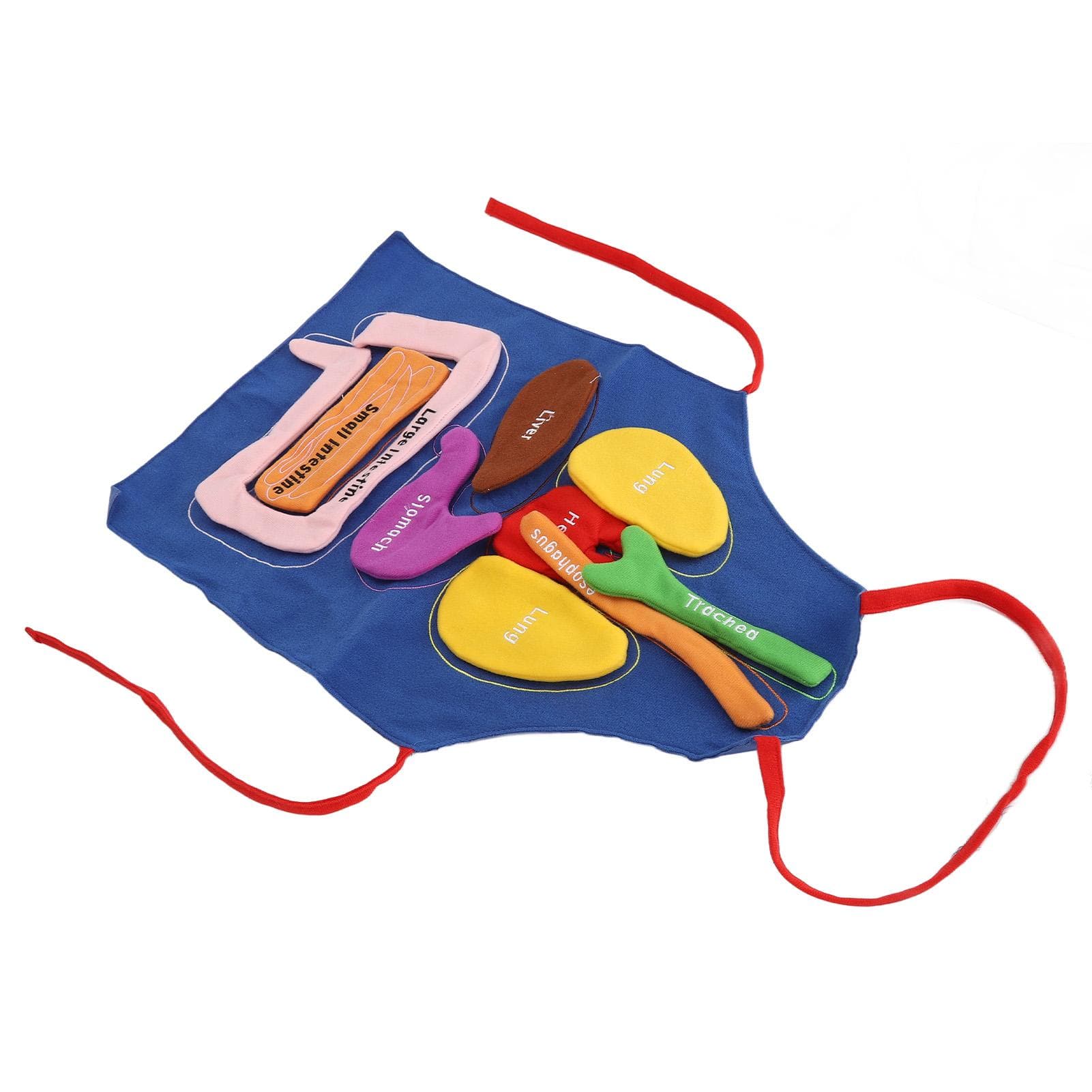 3D Organ Apron Body Organs Anatomy Costume Apron Removable Human Body Awareness Educational Tool