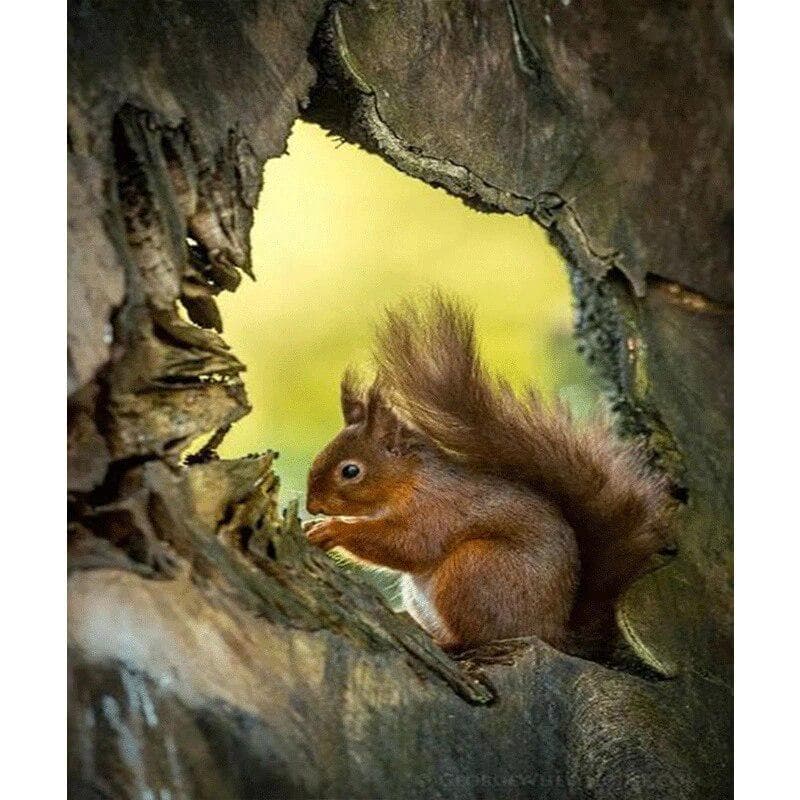 DIY Diamond Embroidery A naughty squirrel Full round Diamond Painting Cross Stitch 20X30CM