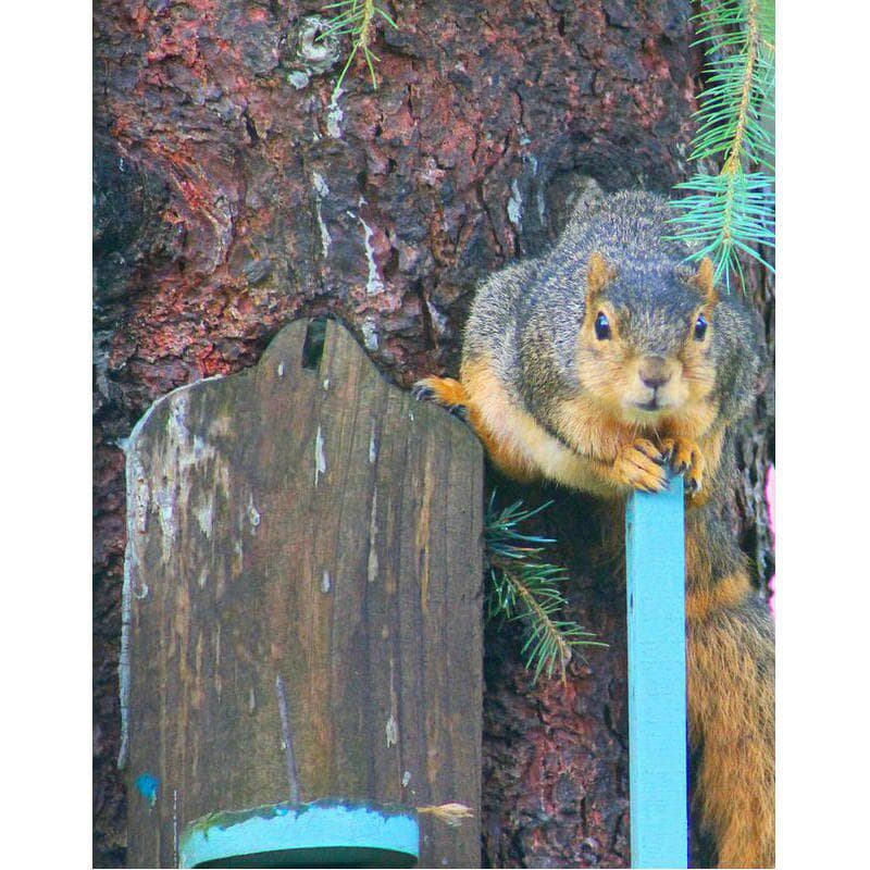 Diamond Painting Squirrel Diamond Embroidery Sale Animal Picture of Rhinestone 20X30CM