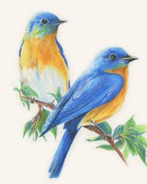 5d Diy Diamant Bird Cartoon Mosaic Gift Diamond Embroidery Broderies Diamond Painting 20X30