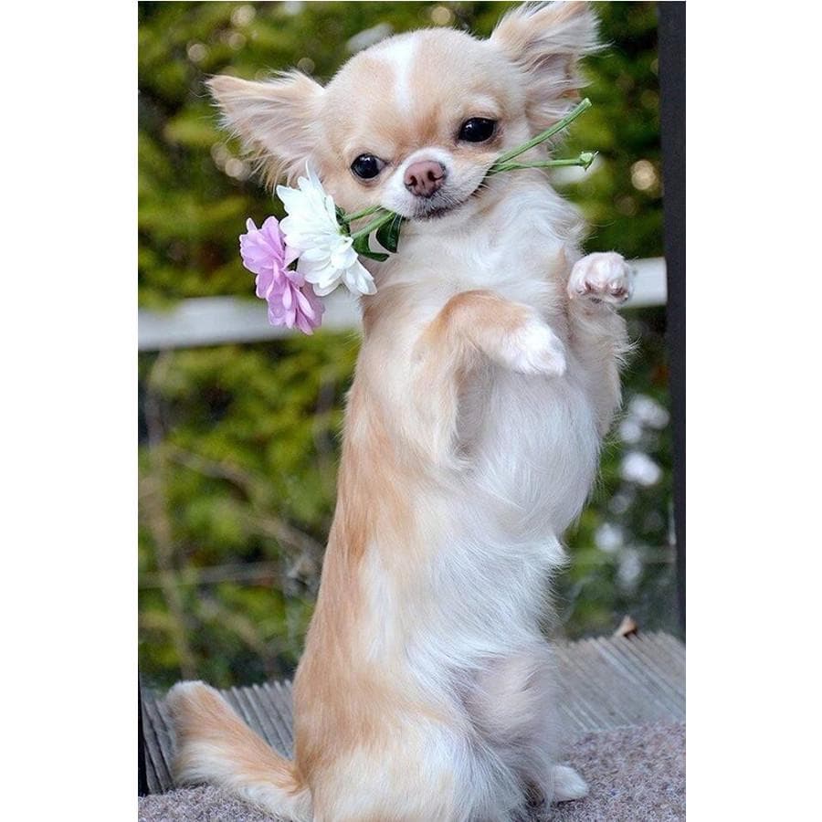 DIY Diamond Painting chihuahua Dog Cute Pet Cross Stitch patterns beads Embroidery 20X30CM