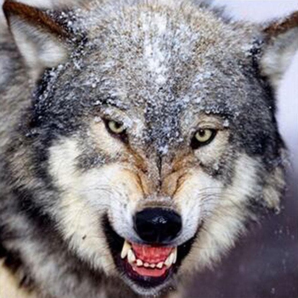 Round Diamond Painting Ferocious Wolf Embroidery Cross Stitch Rhinestone Mosaic Home Decor 30x30CM