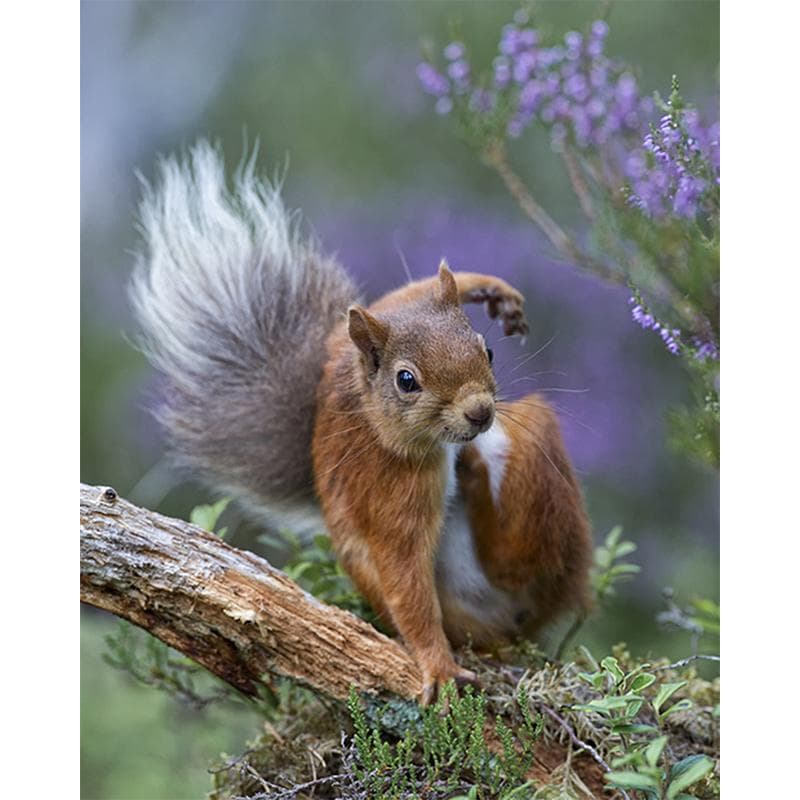 DIY 5D Diamond Painting Animal Forest Diamond Embroidery 20X30CM