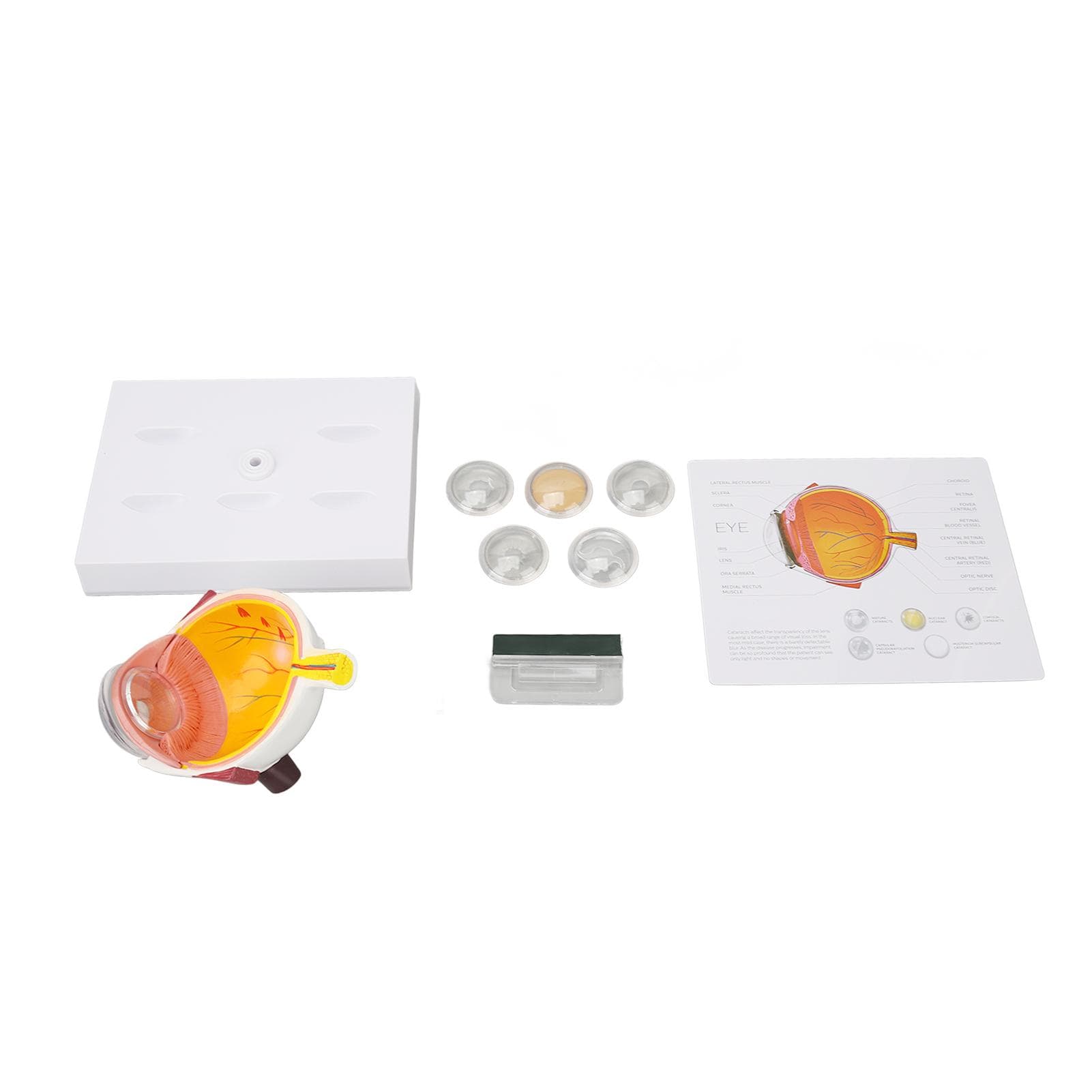 Enlarged Human Eye Anatomical Model Accurate Shows Optic Nerves Cornea Iris Lens Medical Eyeball