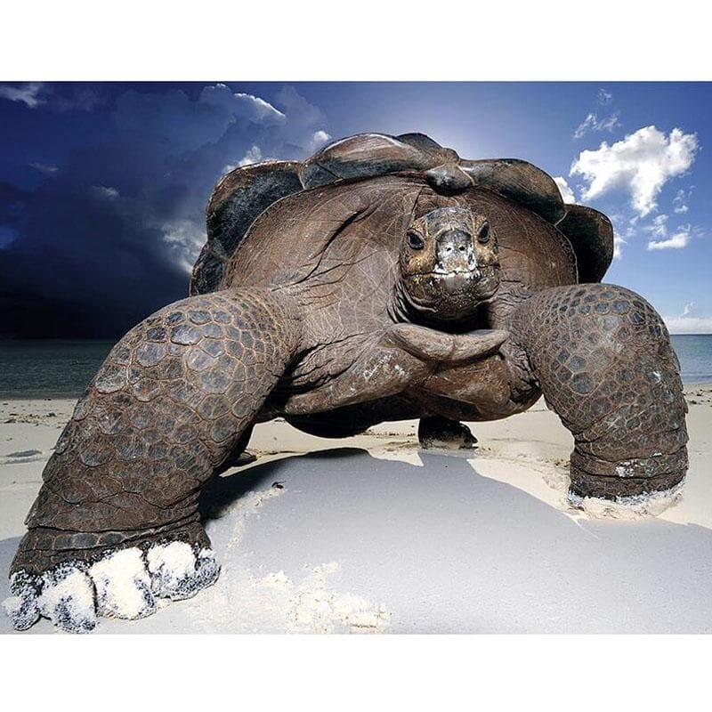 5D Diamond Painting Full Rhombus Rhinestones Animal Sea Turtle Embroidery Cross Stitch 30X40CM