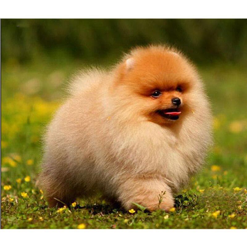 Diy Diamond Painting Cross Stitch Dog Pomeranian Needlework 5d Full Round Mosaic Diamond Embroidery 20X30CM
