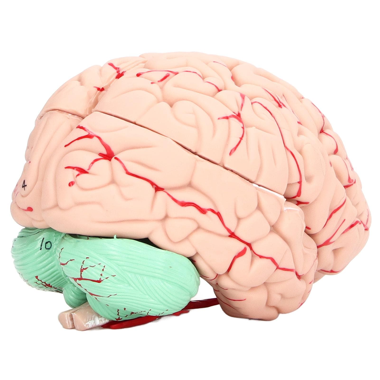 Human Brain Model Anatomy for Kids Neuroscience Study Skull Dedicated Mold for School Home
