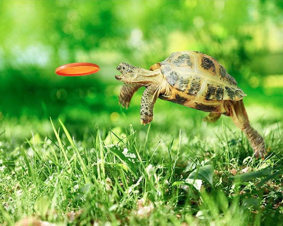 DIY Diamond Painting Cute Turtle Diamond Embroidery Animal Digital Stickers Cross Stitch Home Decor 20X30CM