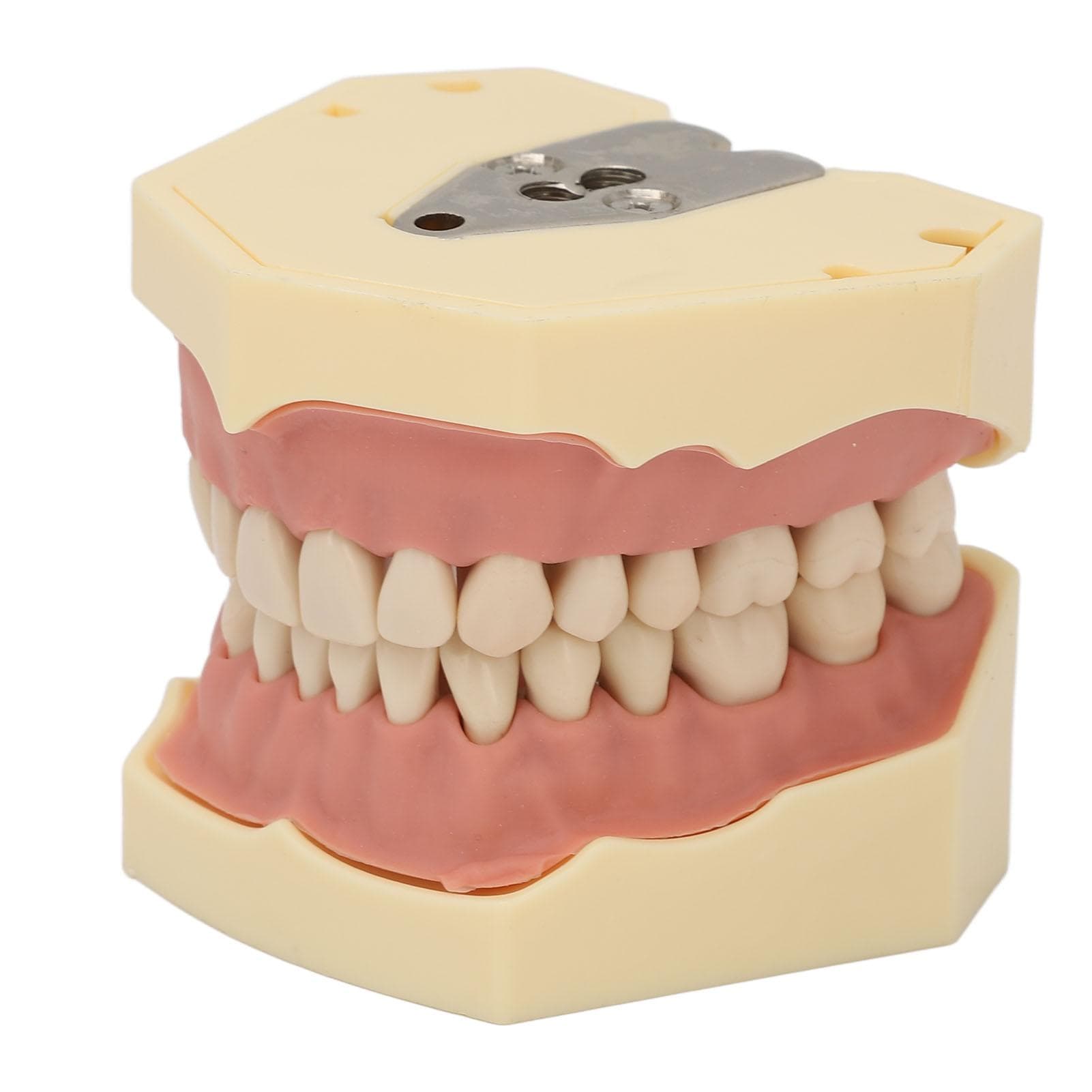 Dental Teaching Model Soft Gum 32 Teeth Dental Demonstration Teeth Model for Laboratory Clinic