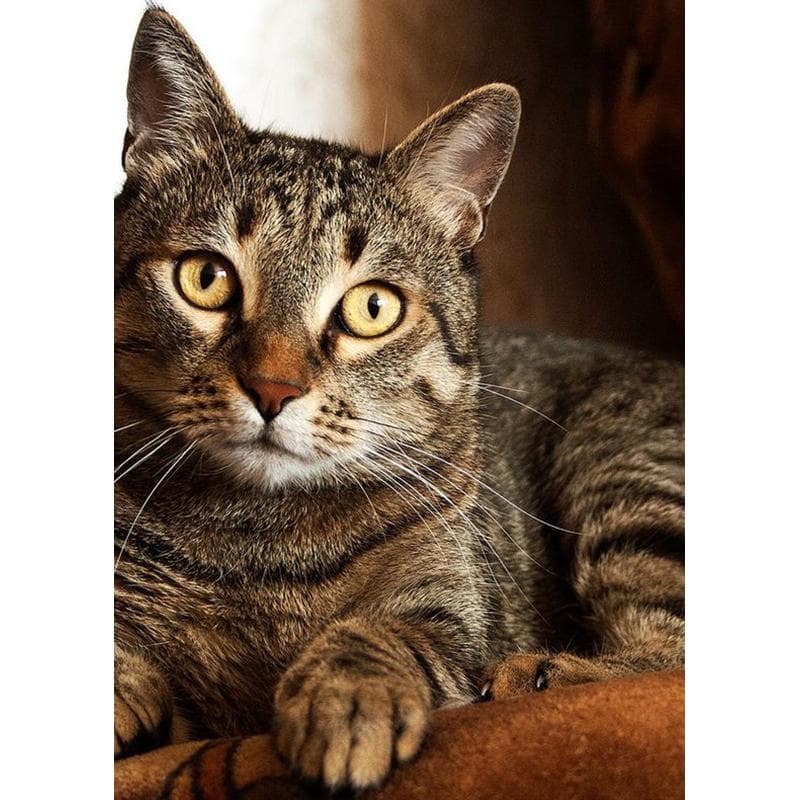 DIY 5D Diamond Painting Animals Embroidery Cat Cross Stitch Kits Full Round Drill Mosaic Rhinestone Wall Art Gift Home Decor Full Round 30x40CM