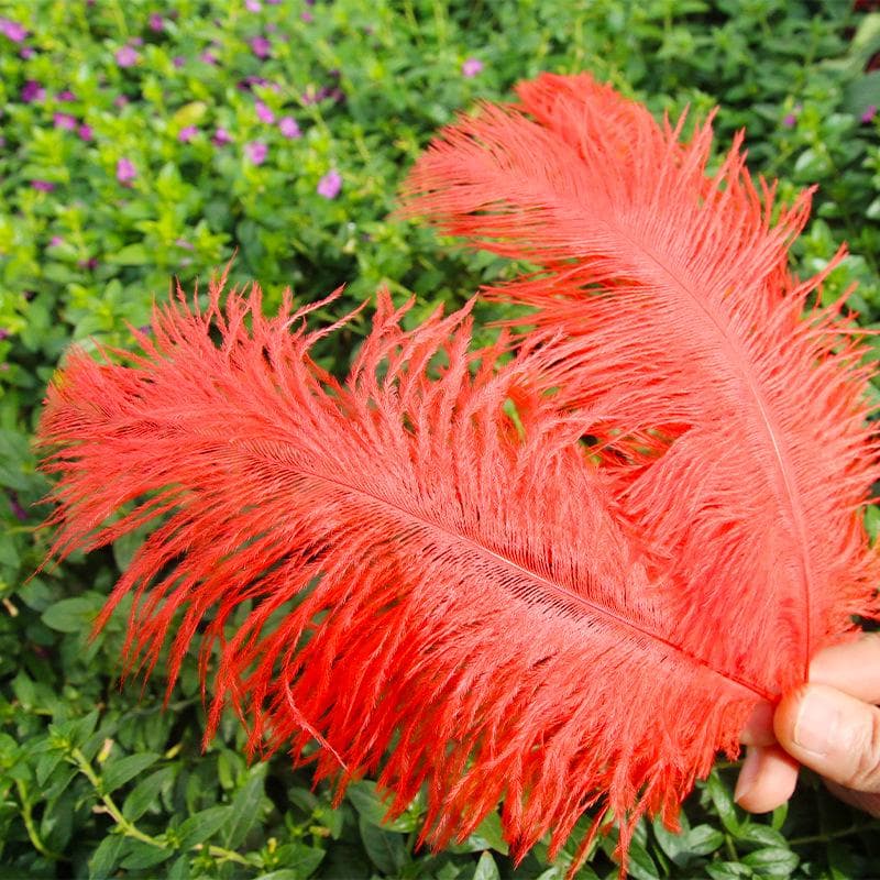 Large 15-20cm Ostrich Feathers for Wedding Arrangements and Stage Props