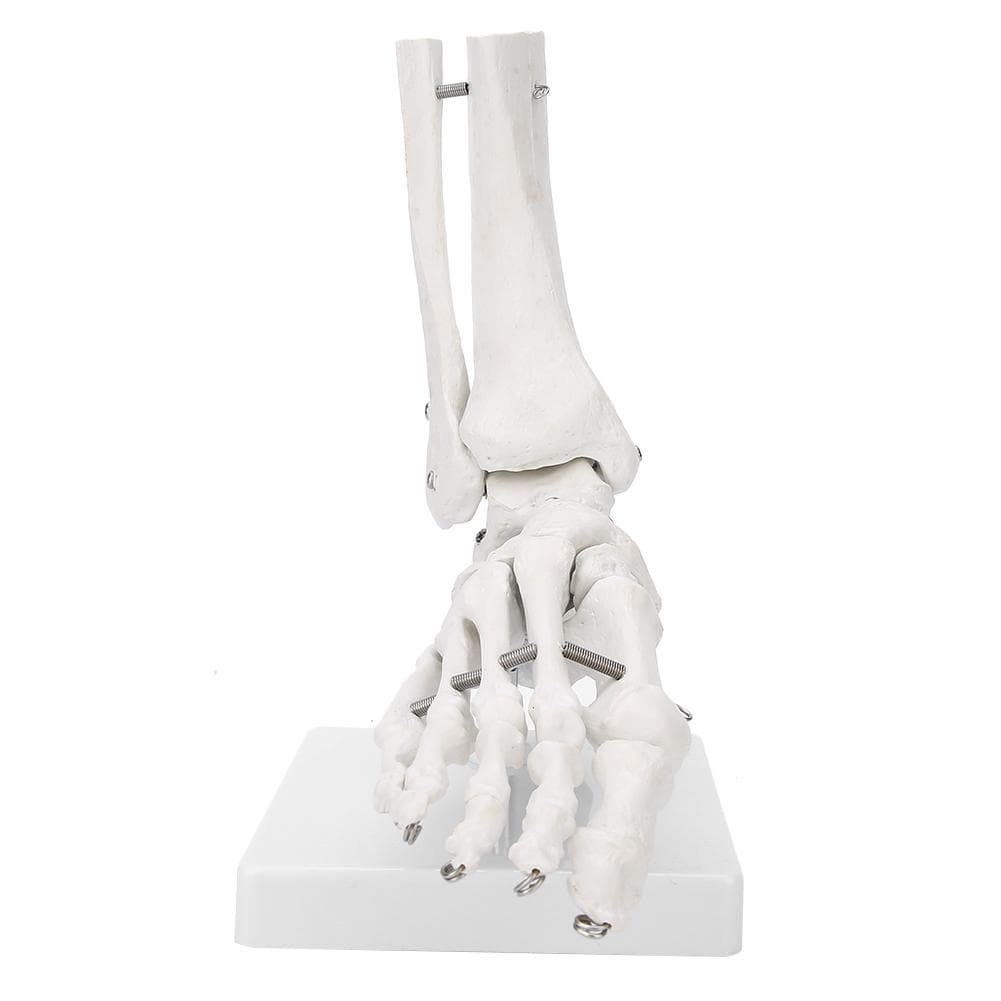 Foot Ankle Joint Model Demonstration Human Foot Teaching Model with Base
